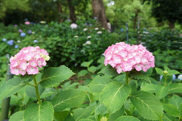京都の藤森神社の紫陽花