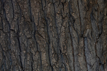 Macro bark tree texture, natural wooden background.