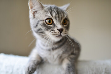 playful European short hair kitten 