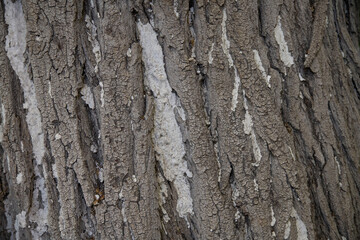 Macro bark tree texture, natural wooden background.