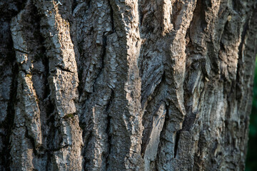 Macro bark tree texture, natural wooden background.