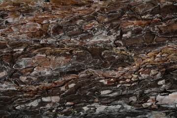 Macro bark tree texture, natural wooden background.
