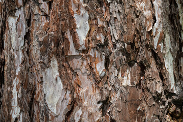 Macro bark tree texture, natural wooden background.