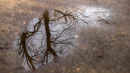 Obraz premium reflection of tree in a pond