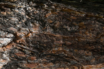 Close-up bark of tree. Bark texture