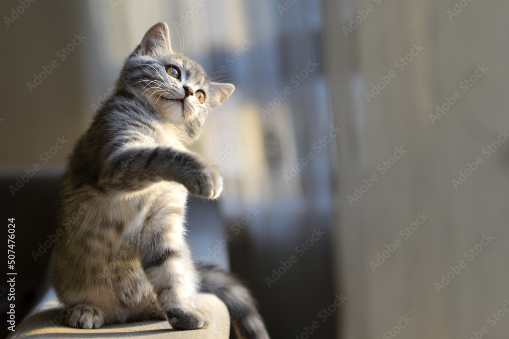 Wall mural Playful European short hair kitten in natural light