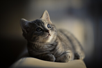European short hair kitten in natural light