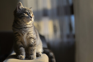 European short hair kitten in natural light