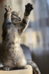Playful European short hair kitten in natural light