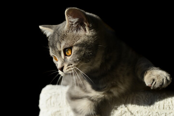 European short hair kitten in natural light with black background