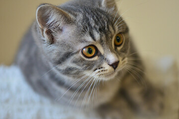 European short hair kitten in natural light