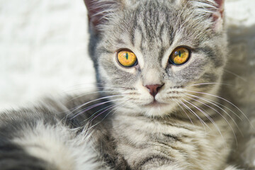 European short hair kitten in natural light