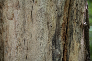Macro bark tree texture, natural wooden background.