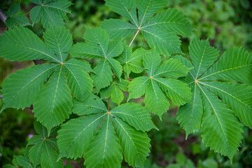 Leaves in the forest, green leaves background