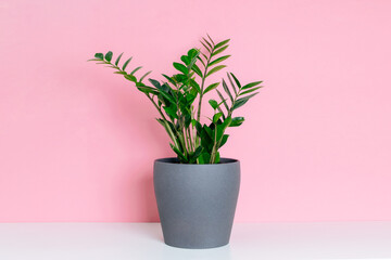 Fototapeta premium Potted plant zamioculcas on white shelf at pink background.