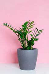 Green houseplant zamioculcas or zamiifolia in gray ceramic pot stand on white shelf at white background.
