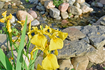 A backyard water feature in springtime with yellow water iris in full bloom along the stream.