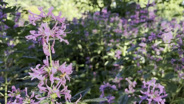 The strikingly beautiful pink-lilac flowers of a Goldfussia plant from India moving in a gentle breeze set against a dark blurred background