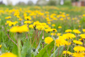 A meadow of yellow dandelions in early spring. Dandelion is a well-known plant with a rosette of basal leaves and large bright yellow inflorescences-baskets of lingual flowers. selective focus