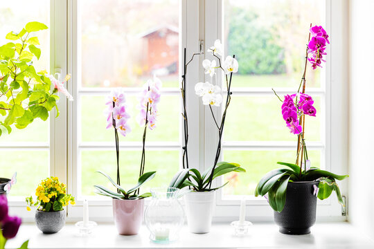 Home decoration. Green flowers orchids in pots on white window with garden view