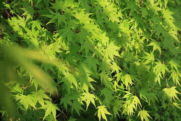 カエデの葉に日差しと影がある風景