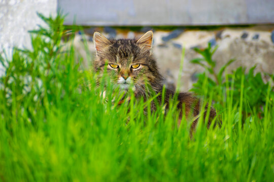 the cat sits near the house and looks out of the grass.