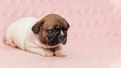 Obraz premium Shy sad puppy of french bulldog dog lying down on pink knitted blanket