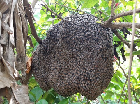 Honey bee nest live on tree in a good environment.