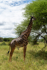 solitaire Giraffe in Tarangire National Park in Tanzania - Africa. Safari in Tanzania looking for a...