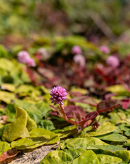 Small leaves with pale pink flowers of Persicaria capitata on a sunny day