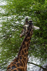 solitaire Giraffe in Tarangire National Park in Tanzania - Africa. Safari in Tanzania looking for a giraffe
