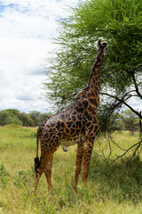 solitaire Giraffe in Tarangire National Park in Tanzania - Africa. Safari in Tanzania looking for a giraffe