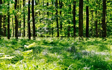 Naklejka na ściany i meble Green nature forest oxygen full natural landscaped forest with