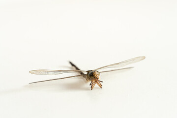 Dragonfly holds its gills with legs isolated on white background. Beneficial insect with a pair of...