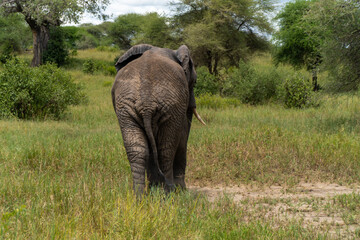 elefaphants in Tarangire National Park in Tanzania - Africa. Safari in Tanzania looking for a...