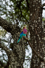 colorful bird in the tree in Tarangire National Park - Tanzania 