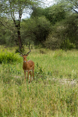 antelope in Tarangire National Park in Tanzania - Africa. Safari in Tanzania looking for a antelope