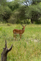 antelope in Tarangire National Park in Tanzania - Africa. Safari in Tanzania looking for a antelope