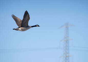Kanadagås, Canada goose (Branta canadensis)