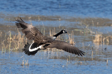  Canada goose (Branta canadensis)
