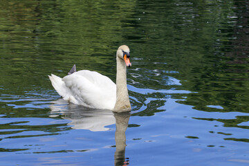swan on the lake
