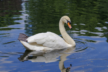 Obraz premium swan on the lake