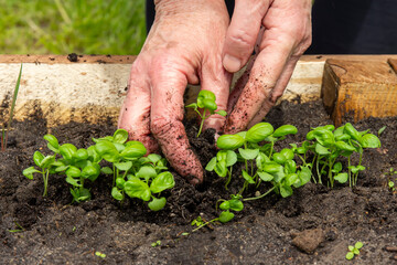 a woman plants young basil shoots in a bed in spring