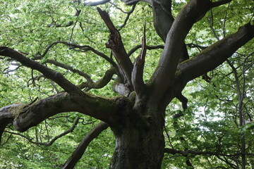 alte Buche in einem Hutewald nahe Bad Wildungen