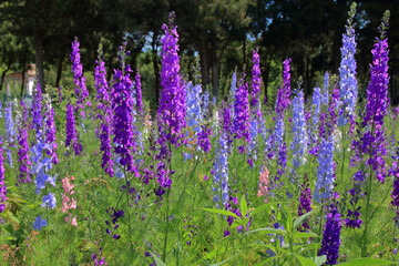 A field of flowers called Delphinium.