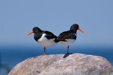 The Eurasian oystercatcher (Haematopus ostralegus)