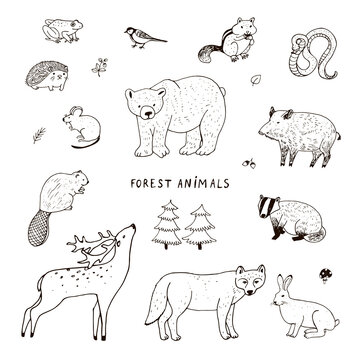 Forest animals vector illustrations line set