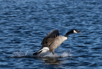 Kanadagås, Canada goose (Branta canadensis)