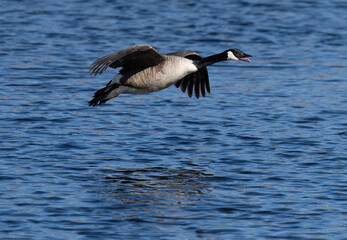 Fototapeta premium Canada goose (Branta canadensis)