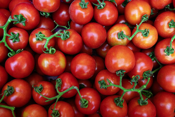 Background with red ripe tomatoes on branches
